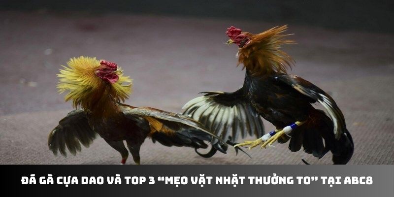 Đá gà cựa dao