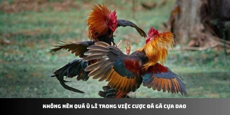 Không nên quá ù lì trong việc cược đá gà cựa dao
