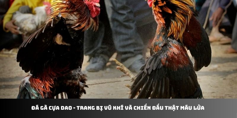 Đá gà cựa dao - trang bị vũ khí và chiến đấu thật máu lửa
