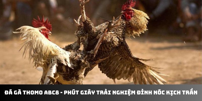 Đá gà Thomo