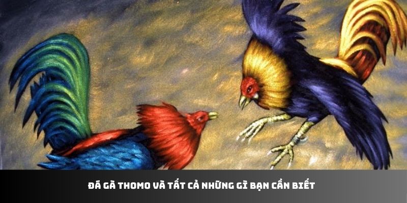 Đá gà Thomo và tất cả những gì bạn cần biết