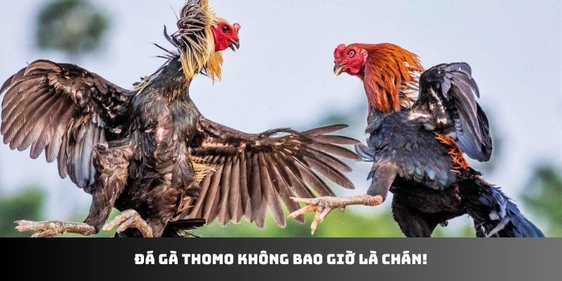 Đá gà Thomo không bao giờ là chán!