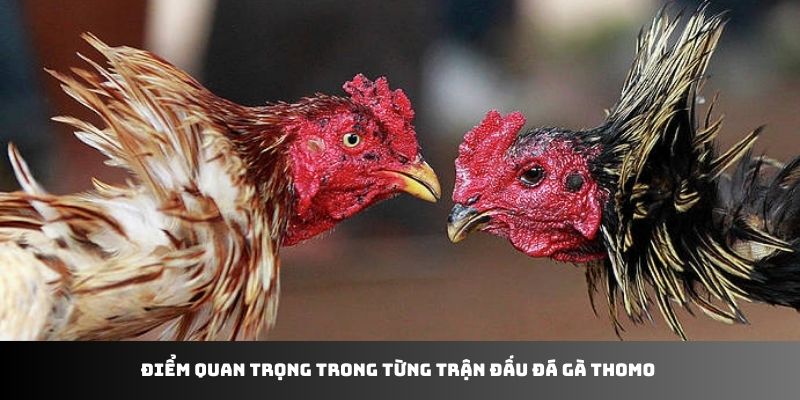 Điểm quan trọng trong từng trận đấu đá gà Thomo