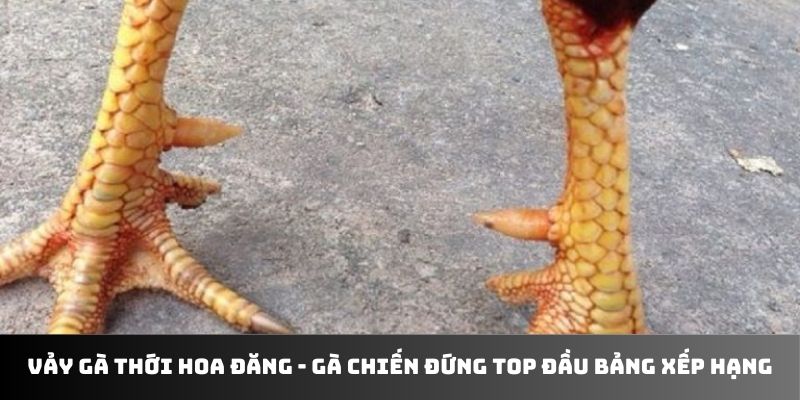 Vảy gà thới hoa đăng