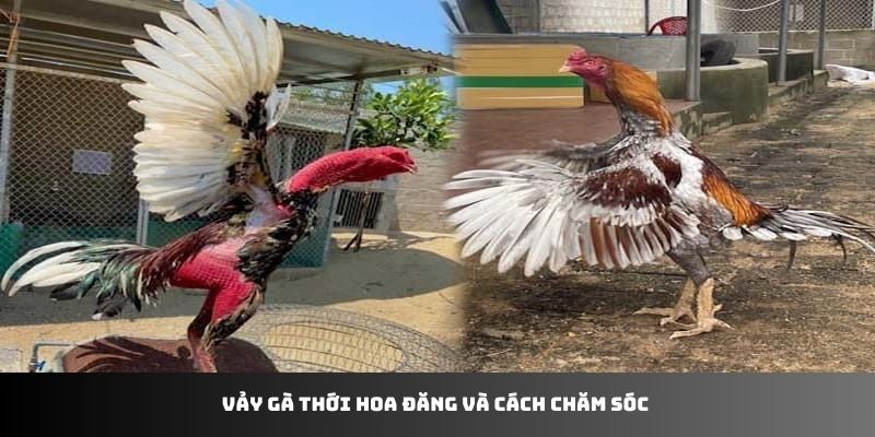 Vảy gà thới hoa đăng và cách chăm sóc