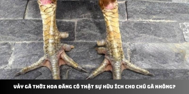 Vảy gà thới hoa đăng có thật sự hữu ích cho chú gà không?