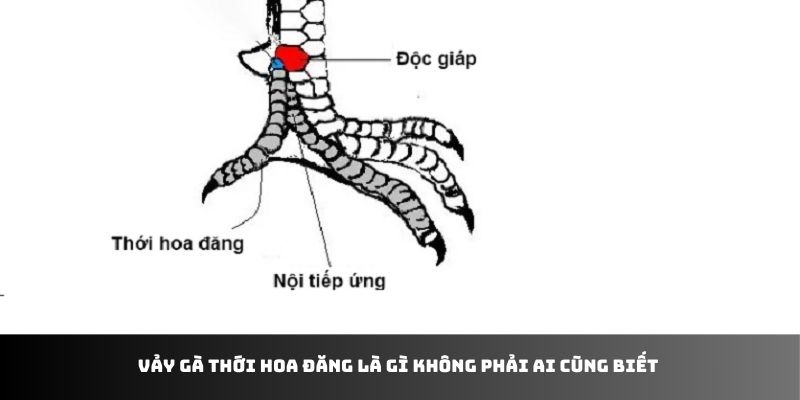 Vảy gà thới hoa đăng là gì không phải ai cũng biết