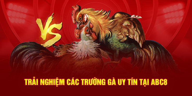 Trải nghiệm các trường gà uy tín tại ABC8